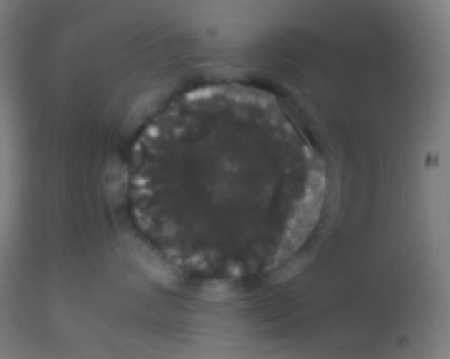 X0000113850624200910221420