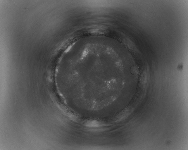 X0000113850755200910221419