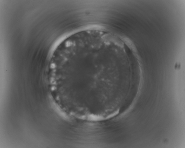 X0000113850816200910221417