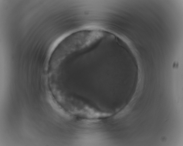 X0000113850864200910221417