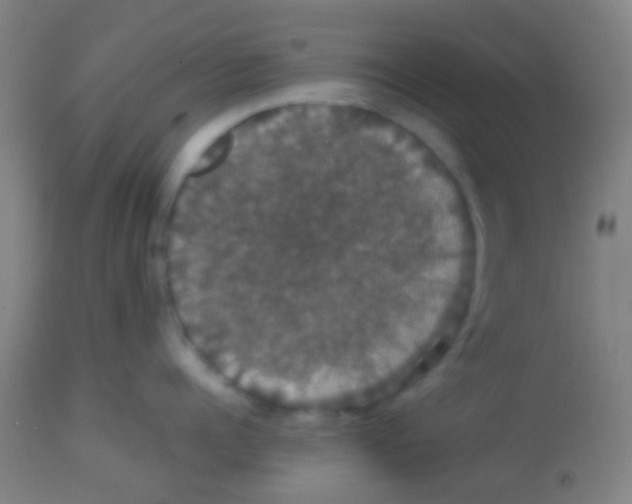 X0000113850960200910221416