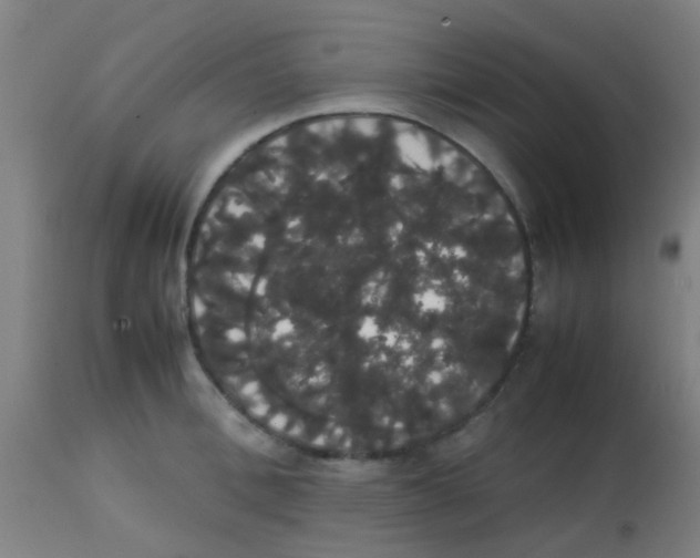 X0000113850996200910221415