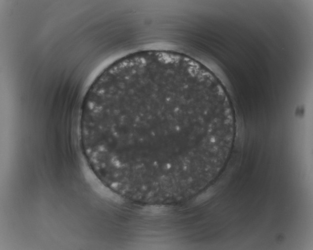 X0000113851000200910221415