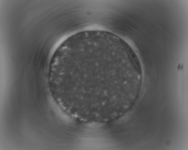 X0000113851008200910221415