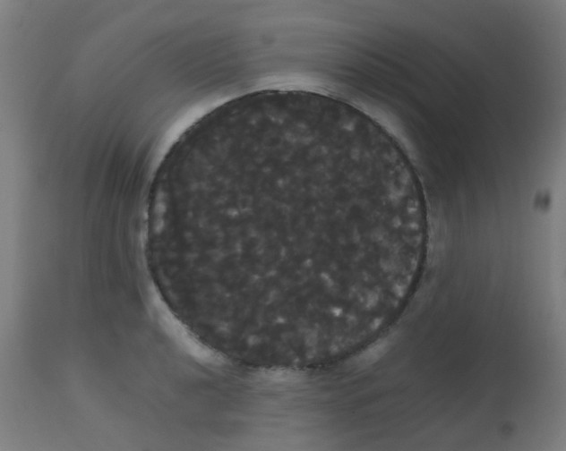 X0000113851040200910221415