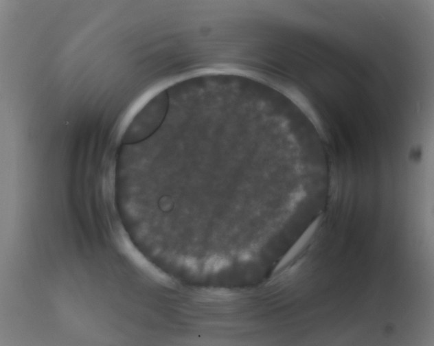 X0000113851100200910221413