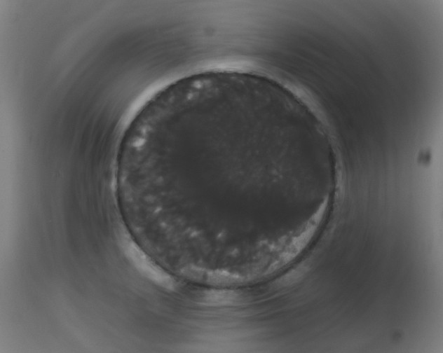 X0000113851232200910221412