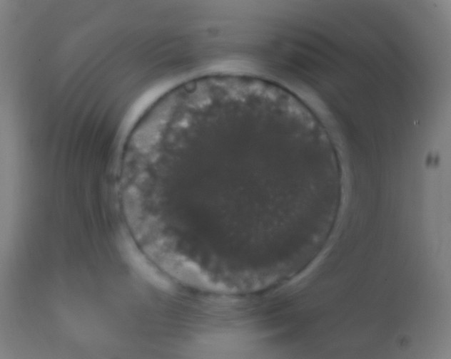 X0000113851248200910221412