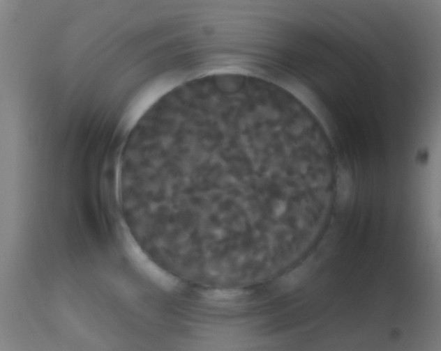 X0000113851290200910221411