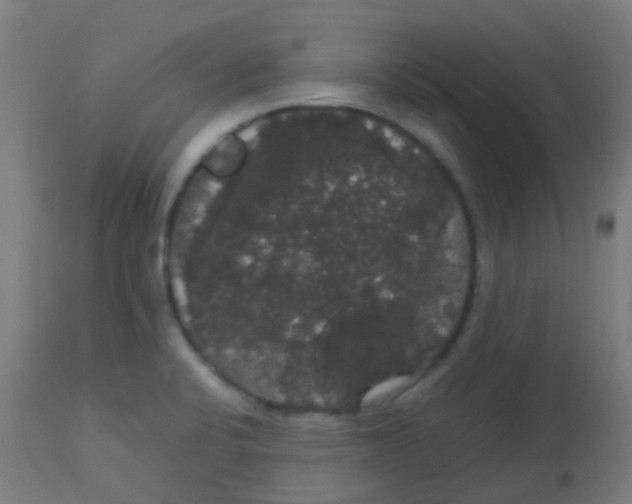 X0000113851424200910221409