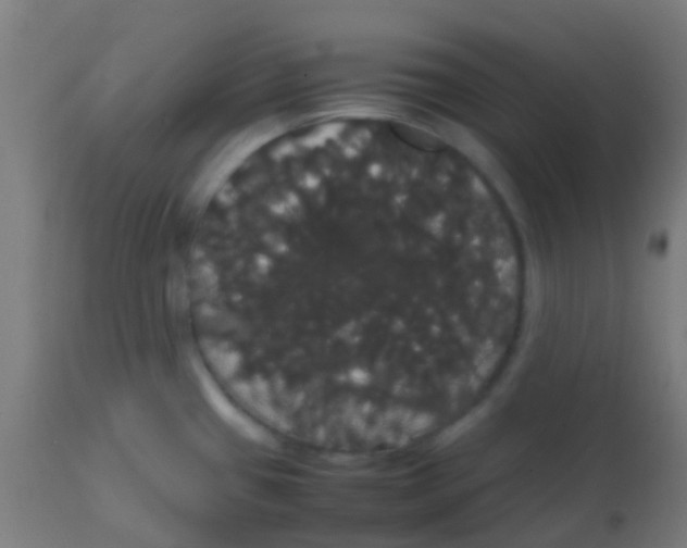 X0000113851433200910221409