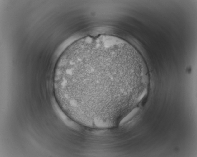 X0000113851434200910221409