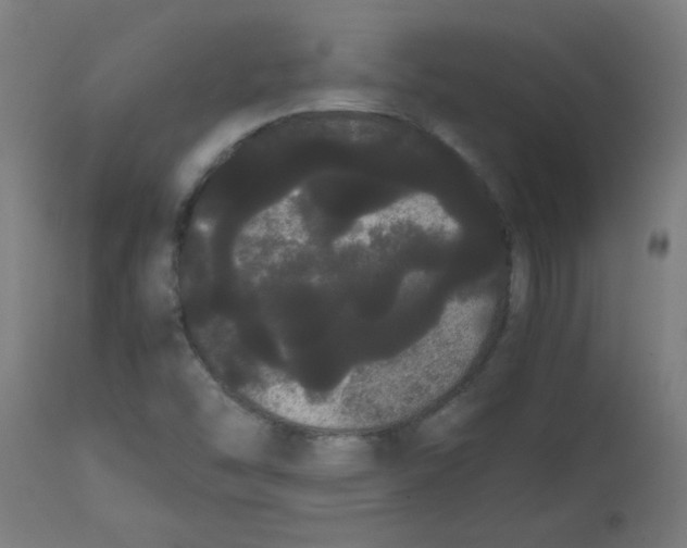 X0000113851454200910221408