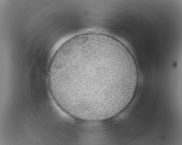 X0000113851486200910221408