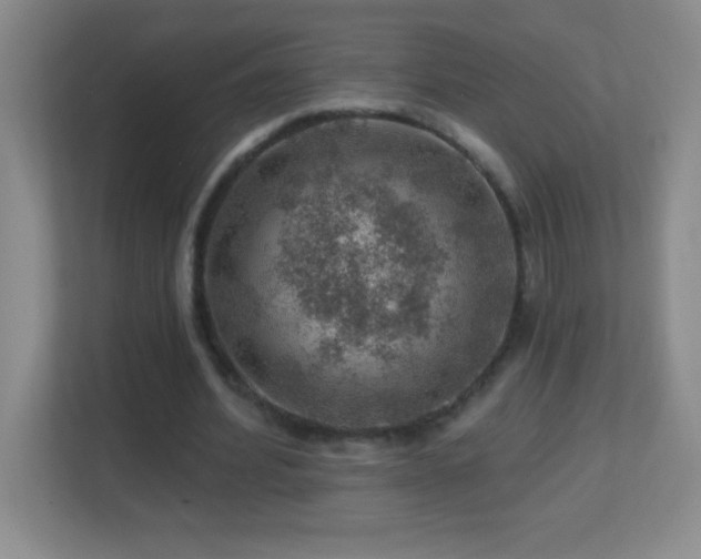 X0000113860580200909241309