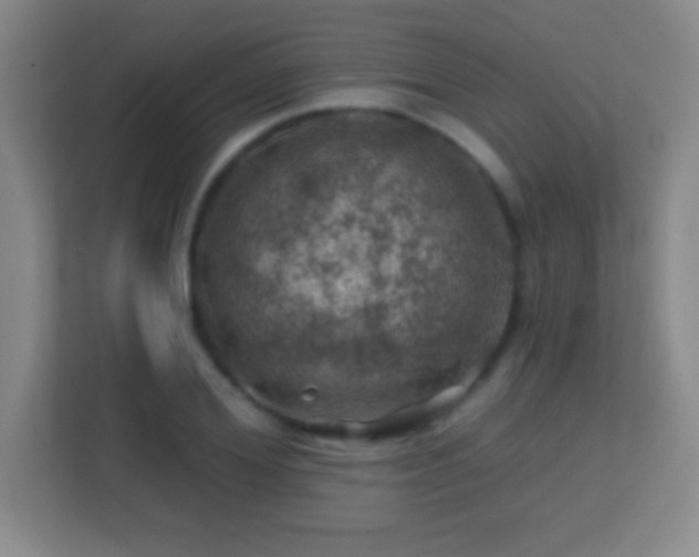 X0000113860980200909241304