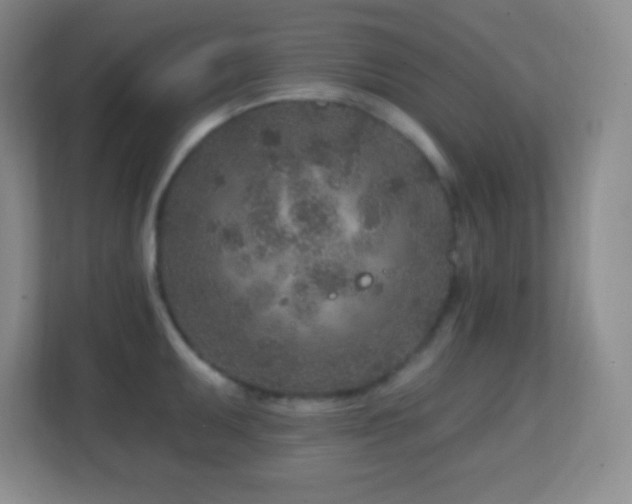 X0000113861095200909241303