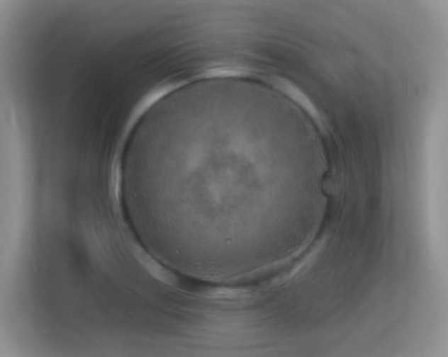 X0000113861179200909241301