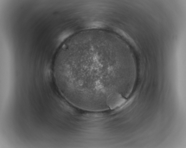 X0000113861210200909241301