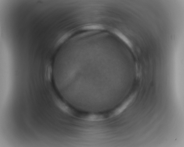 X0000113860109200910011029