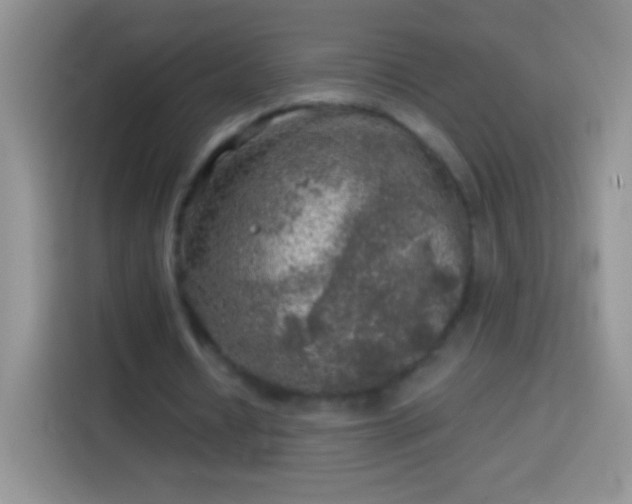 X0000113860434200910011024