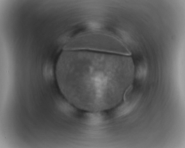 X0000113860524200910011024