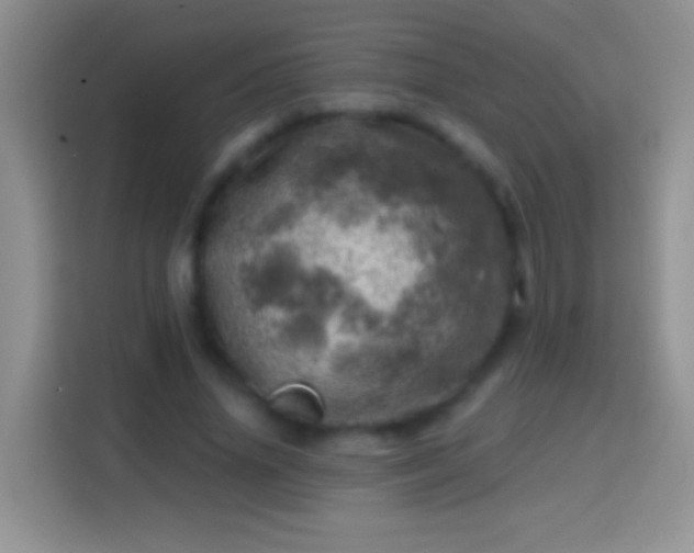 X0000113860636200910011022