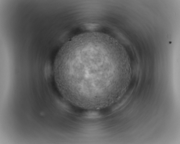 X0000113860651200910011022