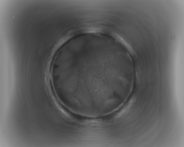 X0000113860721200910011020