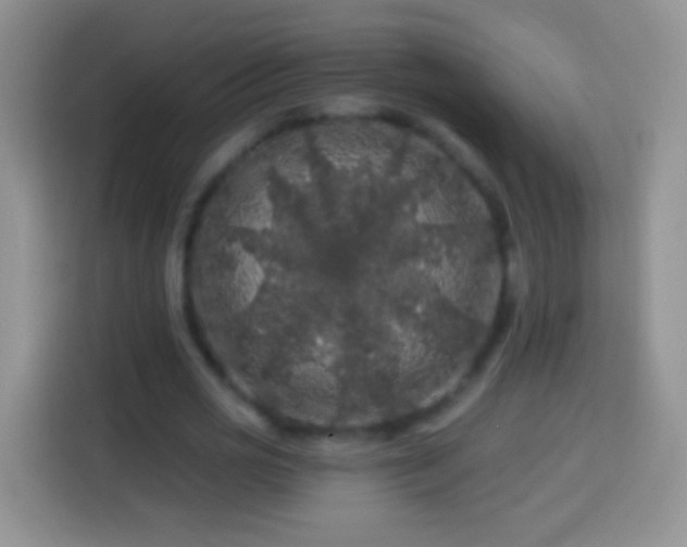 X0000113860725200910011021