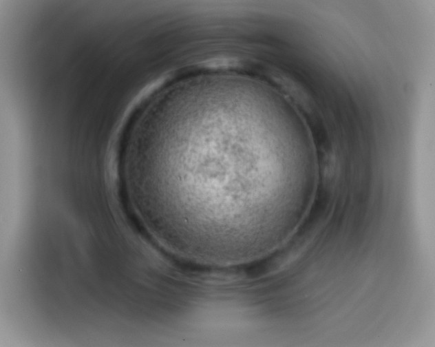 X0000113860727200910011021