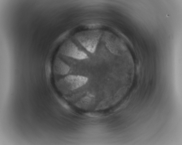 X0000113860733200910011021