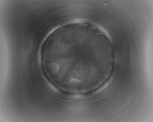 X0000113860835200910011019