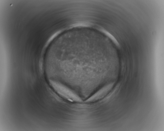 X0000113860878200910011019