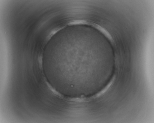 X0000113860937200910011018