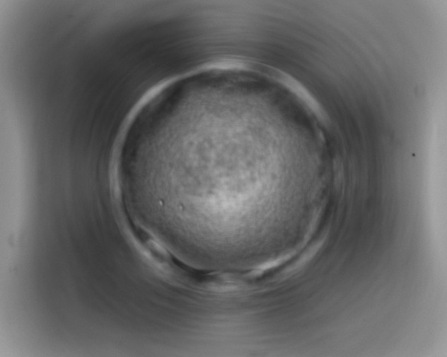 X0000113860939200910011018