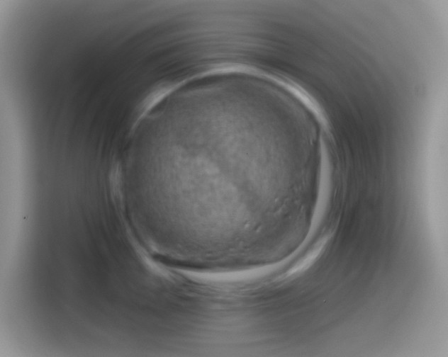 X0000113861001200910011017