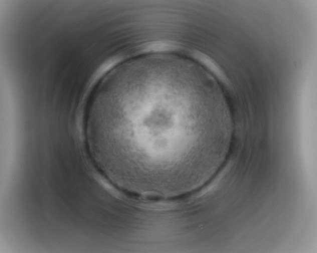 X0000113861026200910011017