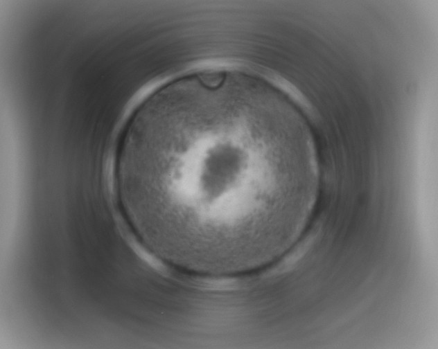 X0000113861030200910011017