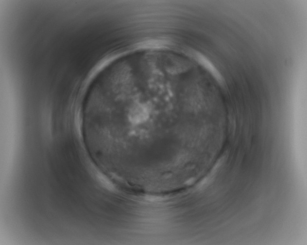 X0000113861035200910011017