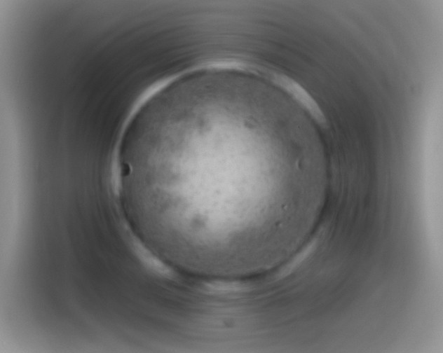 X0000113861036200910011017