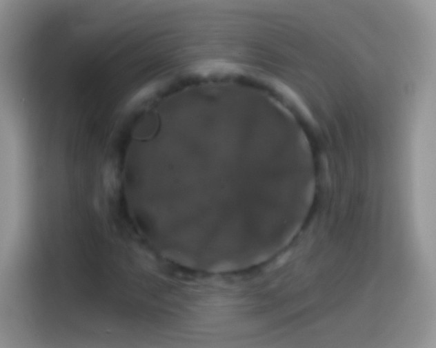 X0000113861063200910011017