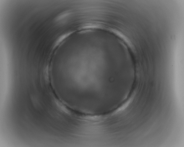 X0000113861121200910011016