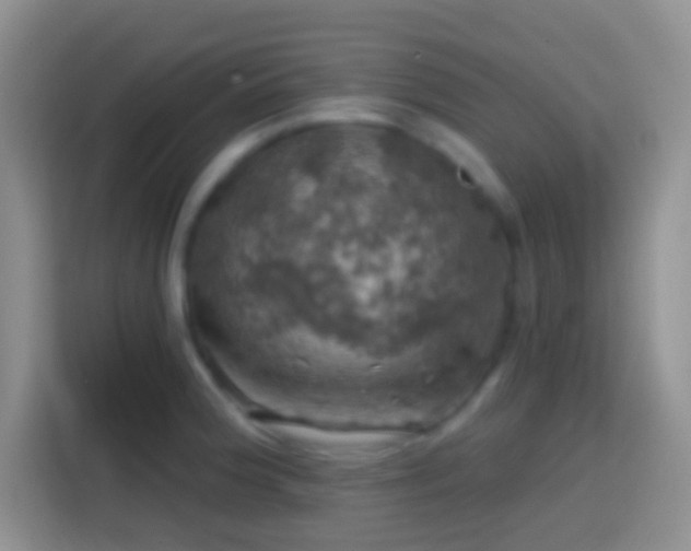 X0000113861188200910011015