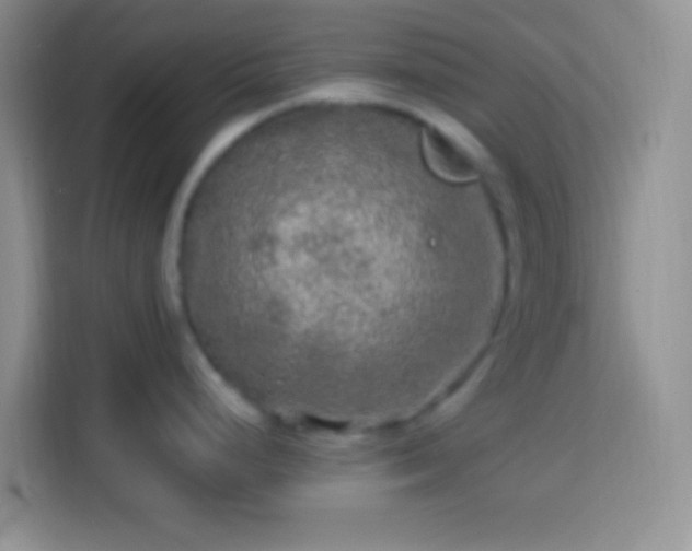 X0000113861248200910011015