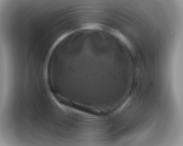 X0000113861331200910011013