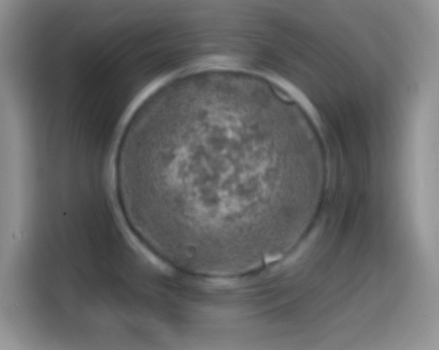 X0000113861341200910011014