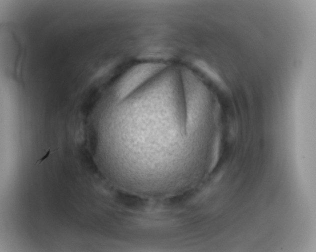 X0000113861350200910011013