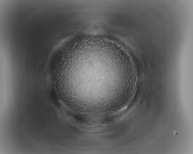 X0000113861398200910011012