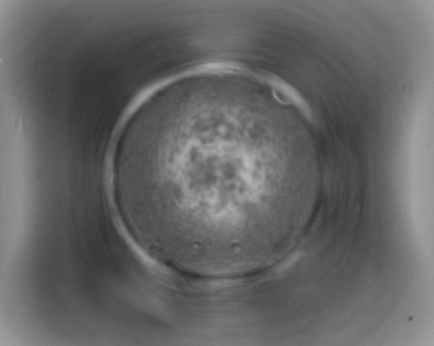 X0000113861430200910011012